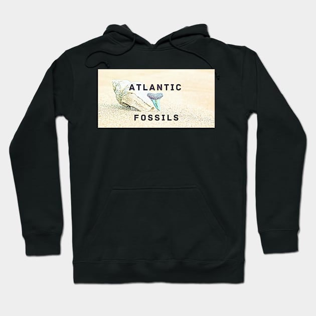 Conch Shell Atlantic Fossils Shark Tooth Hoodie by AtlanticFossils